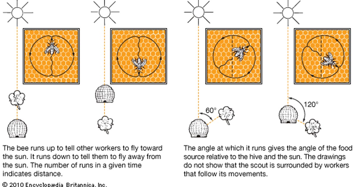 How Bees Communicate