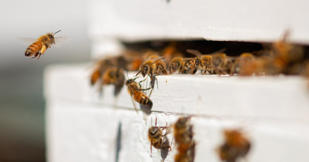 Bees at a Manuka Honey Bee Hive