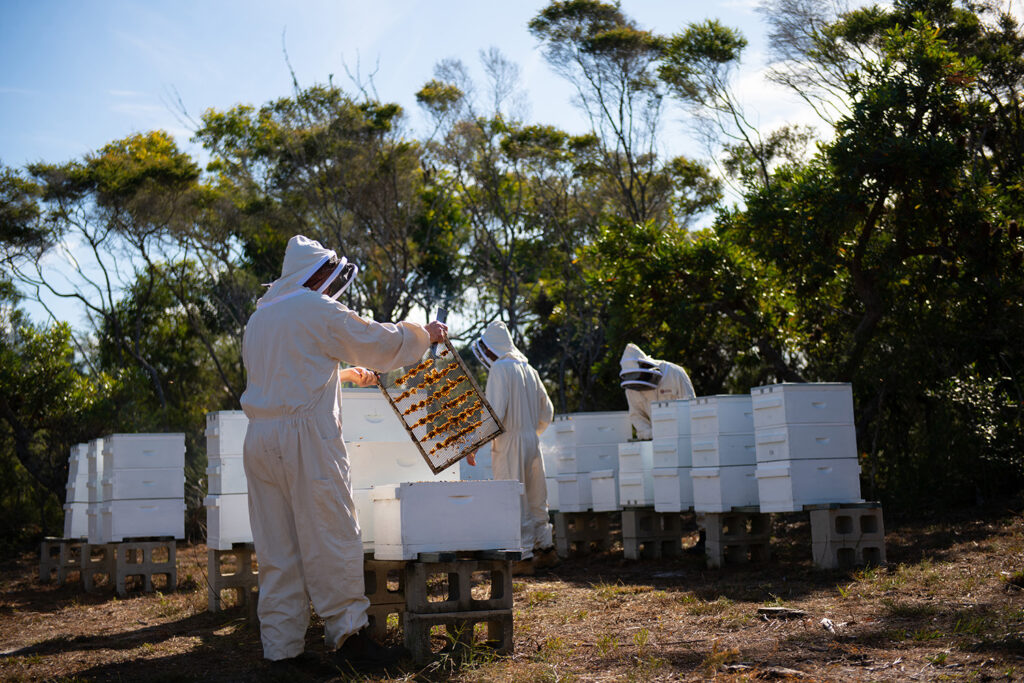 Australias Manuka Bee Keepers