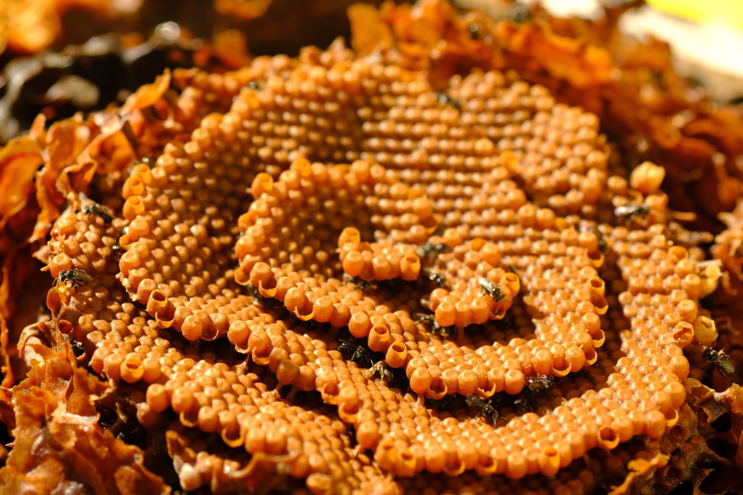 sugarbag bee hive with manuka honey